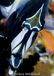 Fish Face. by Chris Wildblood 